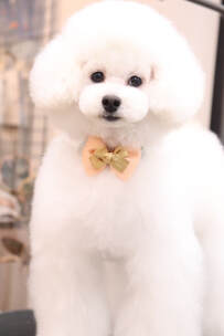 MUKUSYTON DOG GROOMING2021